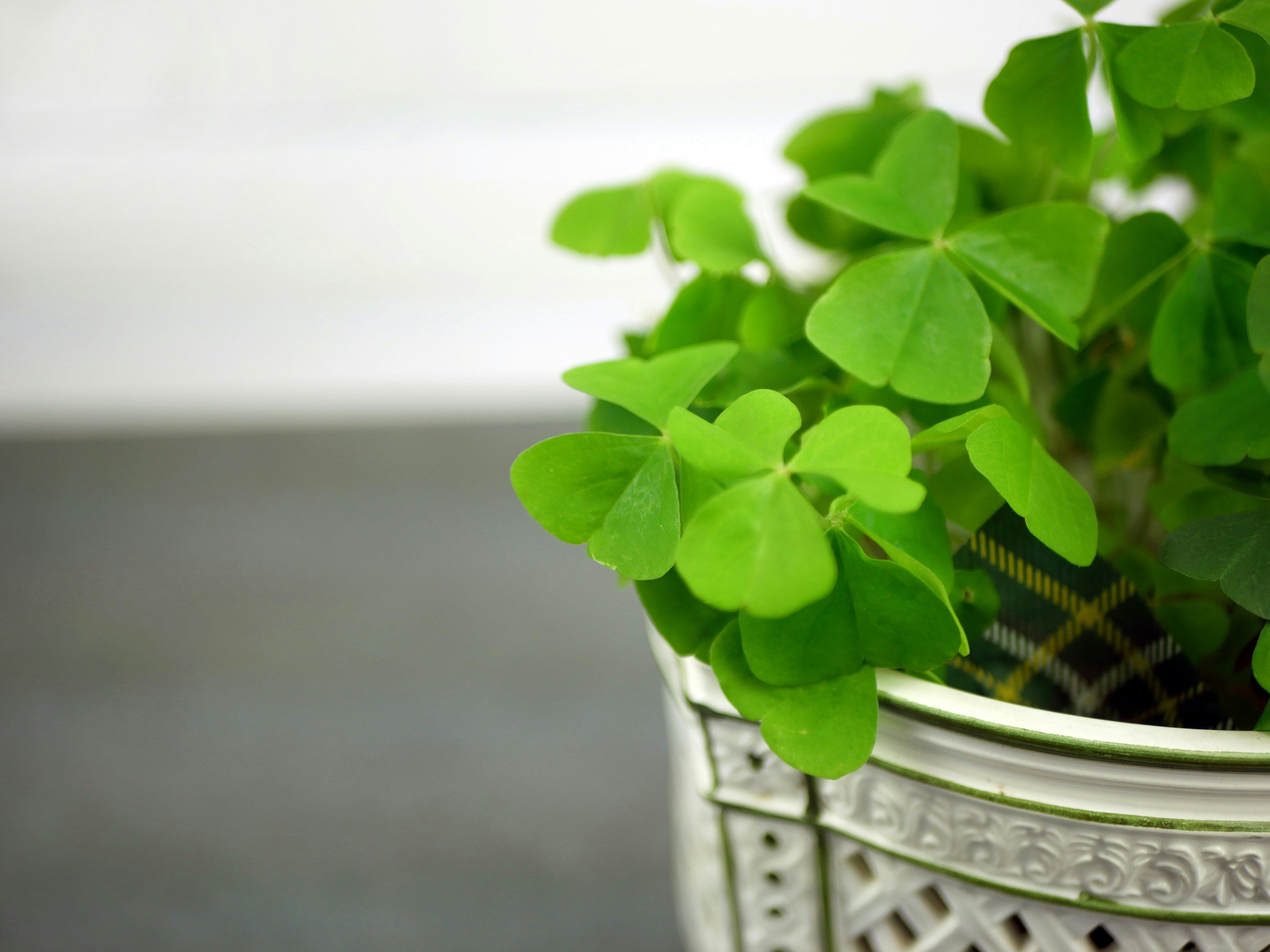 Lucky in Style: Saint Patrick’s Day Fashion from BonBop